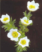 Pulsatilla Anemone Vulgaris White