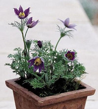 Pulsatilla Anemone Vulgaris Purple