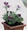 Pulsatilla Anemone Vulgaris Purple