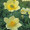 Pulsatilla Anemone Alpina Sulphurea