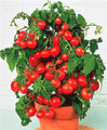 Pot n Patio Cherry Tomato