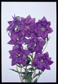 Platycodon Balloon Flower Grandiflora Hakone Blue