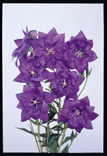 Platycodon Balloon Flower Grandiflora Hakone Blue