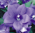 Platycodon Balloon Flower Grandiflora Double Blue