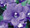 Platycodon Balloon Flower Grandiflora Double Blue