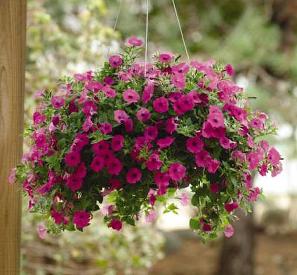 Pase Seeds Petunia Shock Wave