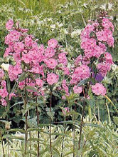 Phlox Maculata