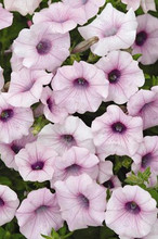 Petunia Shock Wave Pink Vein