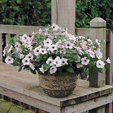 Petunia Tidal Wave Tidal Silver