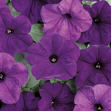 Petunia Easy Wave Series Blue