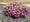 Petunia Shock Wave Pink Shades