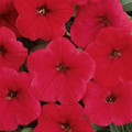 Petunia Easy Wave Red