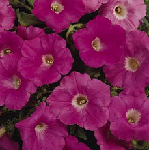 Petunia Easy Wave Pink