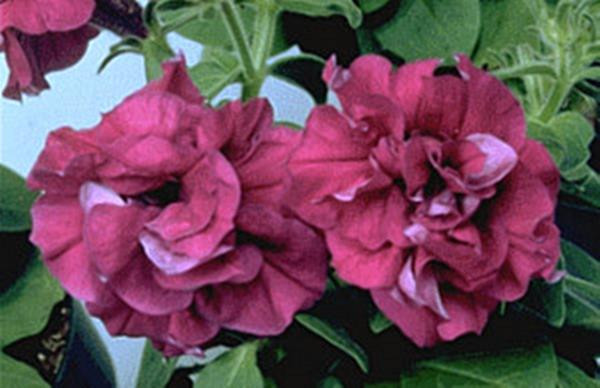 Petunia Double Cascade Burgundy Annual Seeds