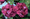 Petunia Double Cascade Burgundy
