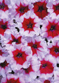 Petunia Celebrity Burgundy Frost