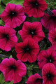 Petunia Shock Wave Deep Purple