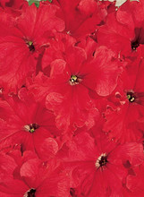 Petunia Aladdin Red