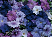 Petunia Aladdin Nautical Mix