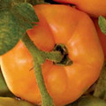 Persimmon Heirloom Tomato