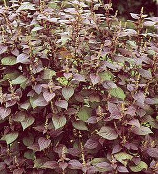 Perennial Seed | PERILLA Frutescens Var. Crispa 'Red Shiso' Gram