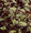 Herb Seeds - Perilla Frutescens Green