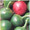 Pepper Seed - Sweet Cherry
