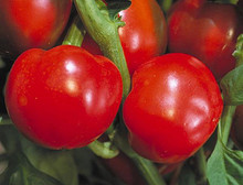 Pepper Seed - Sweet Pimiento Elite