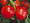 Pepper Seed - Sweet Pimiento Elite