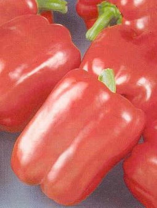 Keystone Resistant Giant Bell Pepper - Thresh Seed Co