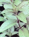 Herb Seeds - Peppermint