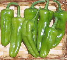 Pepper Seed - Hot Pepperoncini Italian