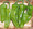 Pepper Seed - Hot Pepperoncini Italian