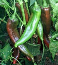 Pepper Seed - Hot Numex Joe E Parker