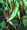 Pepper Seed - Hot Numex Joe E Parker