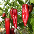 Hot Numex Chili