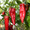 Hot Numex Chili