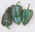 Pepper Seed - HOT Mulato Island