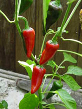 Pepper Seed - Hot Jalapeno Early