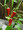 Pepper Seed - Hot Jalapeno Early