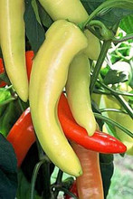 Pepper Seed - Hot Hungarian Hot Wax