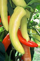 Pepper Seed - Hot Hungarian Hot Wax