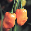 Pepper Seed - HOT Habanero
