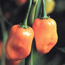 Pepper Seed - HOT Habanero