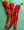 Pepper Seed -  Hot Cayenne Long Red Thick
