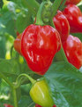 Pepper Seed - Hot Caribbean Red Habanero