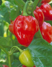 Pepper Seed - Hot Caribbean Red Habanero