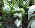 Pepper Seed - Hot Ancho San Luis