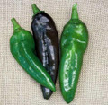 Pepper Seed - Hot Anaheim Chili