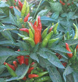 Pepper Seed - HOT - Thai Hot